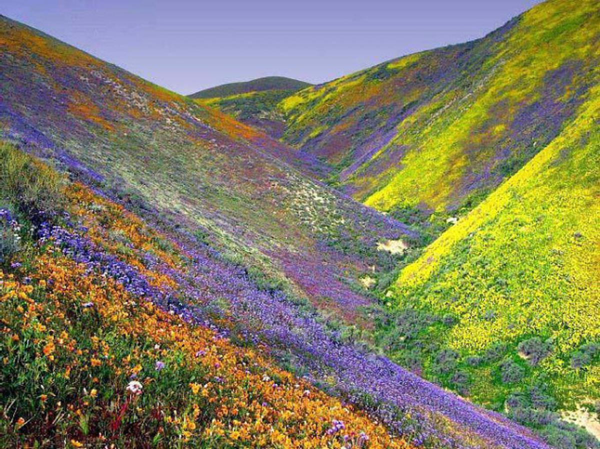 Valley Of Flowers